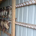 Móc treo chim săn bắn (Game Bird Hanger) - Thiết kế chắc chắn, tiện lợi - Thumbnail 2