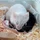 PanEyal_4661053