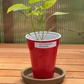 Khay hứng chậu cây tham số (Parametric Planter Saucer) - Thumbnail 6