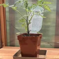 Khay hứng chậu cây tham số (Parametric Planter Saucer) - Thumbnail 8