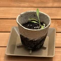 Khay hứng chậu cây tham số (Parametric Planter Saucer) - Thumbnail 9
