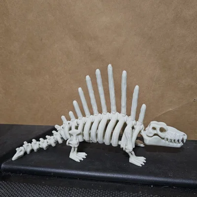 Mô hình xương khủng long Dimetrodon linh hoạt (Articulated Skeleton)