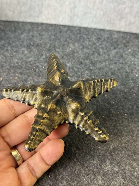Sao Biển (Starfish) - Image 1