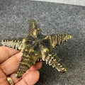 Sao Biển (Starfish) - Thumbnail 1