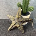 Sao Biển (Starfish) - Thumbnail 2