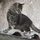 SaltyPaws_36085