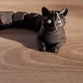 Mô hình mèo đen cử động linh hoạt (Articulated Black Cat) in 3D - Thumbnail 1