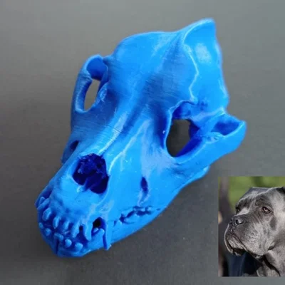 Hộp sọ chó (Cane Corso) từ bản scan