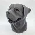 Bust Rottweiler Vui Vẻ (Rottweiler Bust Happy) - Thumbnail 2