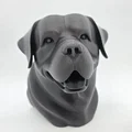 Bust Rottweiler Vui Vẻ (Rottweiler Bust Happy) - Thumbnail 3