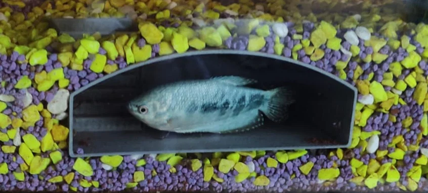 Bunker ngầm cho hồ cá (Aquarium underground bunker) - Image 1