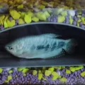 Bunker ngầm cho hồ cá (Aquarium underground bunker) - Thumbnail 1