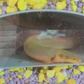 Bunker ngầm cho hồ cá (Aquarium underground bunker) - Thumbnail 2
