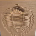 Ống cắm bút Trilobite Fossil Relief in 3D cực chất cho bàn làm việc - Thumbnail 2