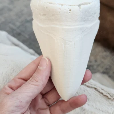 Mô hình 3D hóa thạch răng cá mập Megalodon siêu chi tiết