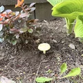 Nấm Tưới Cây / Hứng Nước Mưa - Thumbnail 2