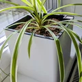 Chậu Tự Tưới Nước 20×20×20 cm (Self-Watering Planter) - Thumbnail 1