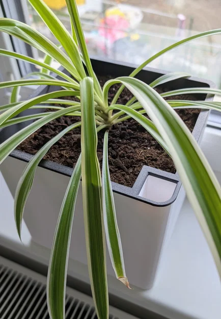 Chậu Tự Tưới Nước 20×20×20 cm (Self-Watering Planter) - Image 2