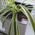 Chậu Tự Tưới Nước 20×20×20 cm (Self-Watering Planter) - Thumbnail 2