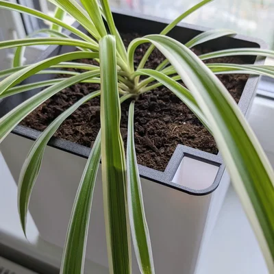Chậu Tự Tưới Nước 20×20×20 cm (Self-Watering Planter)