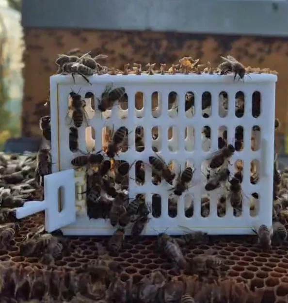 Lồng nhốt ong chúa diệt ve Varroa (Cage for queen bee - Käfig für Bienenkönigin) - Image 1