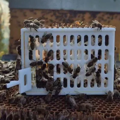 Lồng nhốt ong chúa diệt ve Varroa (Cage for queen bee - Käfig für Bienenkönigin)