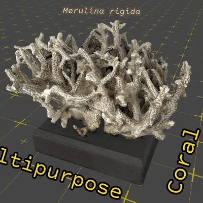 Mô hình 3D rặng san hô Merulina rigida trang trí độc đáo