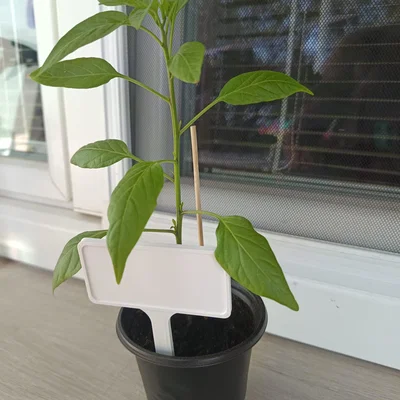 Biển cắm chậu cây (Plant sign) - Phụ kiện làm vườn in 3D đơn giản