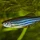 LiamToellner_4248368