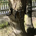 Móc Treo Cây (Tree Hanger) - Thumbnail 1