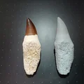 Răng Mosasaurus (Mô hình quét 3D) - Thumbnail 1