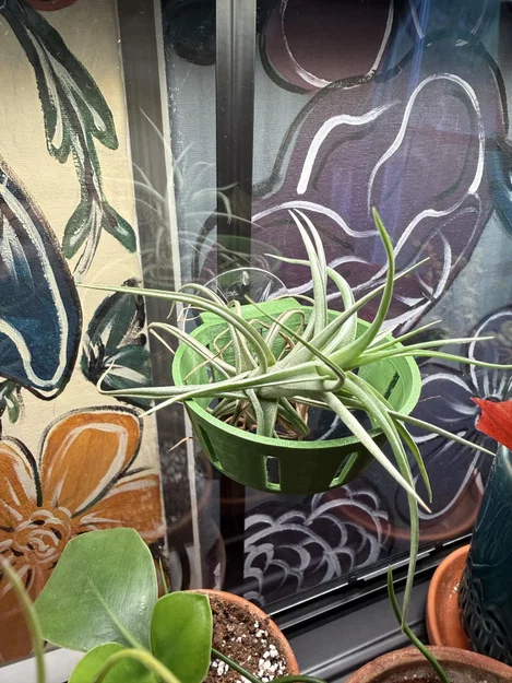 Vòng giữ cây không khí (Air Planter Ring) gắn hít kính cực tiện lợi - Image 2