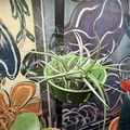 Vòng giữ cây không khí (Air Planter Ring) gắn hít kính cực tiện lợi - Thumbnail 2