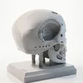 Mô hình 3D in ấn: Hộp sọ người máy Terminator Cyborg - Thumbnail 3