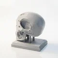 Mô hình 3D in ấn: Hộp sọ người máy Terminator Cyborg - Thumbnail 4