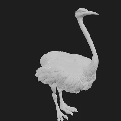 Mô hình chú đà điểu (Mr Ostrich) tinh xảo để in 3D