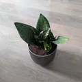 Phụ kiện kê đáy chậu cây 3D: Giải pháp thoát nước và lấy chậu dễ dàng - Thumbnail 2