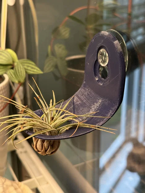 Giá treo cây không khí (Air Plant) gắn kính tiện lợi dùng giác hút - Image 1