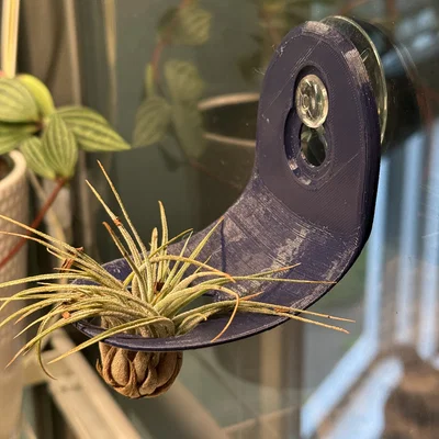 Giá treo cây không khí (Air Plant) gắn kính tiện lợi dùng giác hút