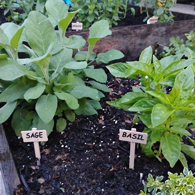 Thẻ Cắm Đánh Dấu Cây Trồng (Plant Tags)