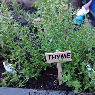 Thẻ Cắm Đánh Dấu Cây Trồng (Plant Tags)