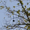 Mini-Rattlesnake Hanging Meshcore Tree Node - Thumbnail 15