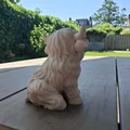 Nàng công chúa bò Highland lông xù - Fluffy Highland Princess - Thumbnail 7