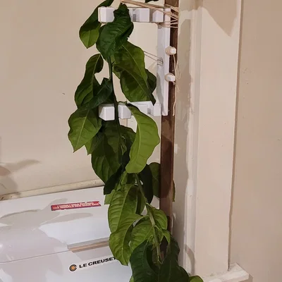 Dụng cụ nắn thẳng thân cây (Plant Straightener)