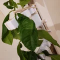 Dụng cụ nắn thẳng thân cây (Plant Straightener) - Thumbnail 2