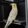 3DBirdy