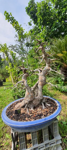 Bảng gắn thẻ đánh số thông minh cho cây cảnh (Plant Label) - Image 3