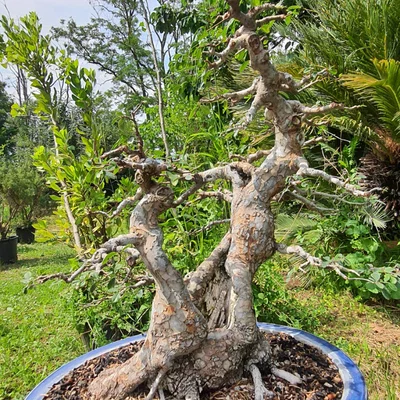 Bảng gắn thẻ đánh số thông minh cho cây cảnh (Plant Label)