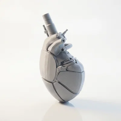 Mô hình trái tim giải phẫu người - File in 3D chất lượng cao