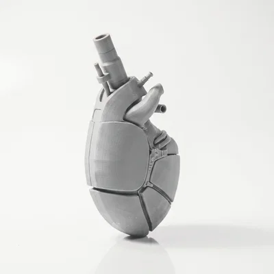 Mô hình trái tim giải phẫu người - File in 3D chất lượng cao